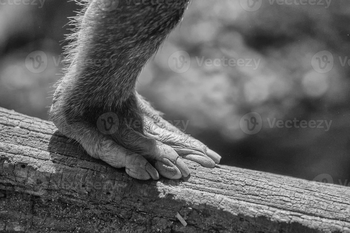 gorilla ape monkey close up portrait photo