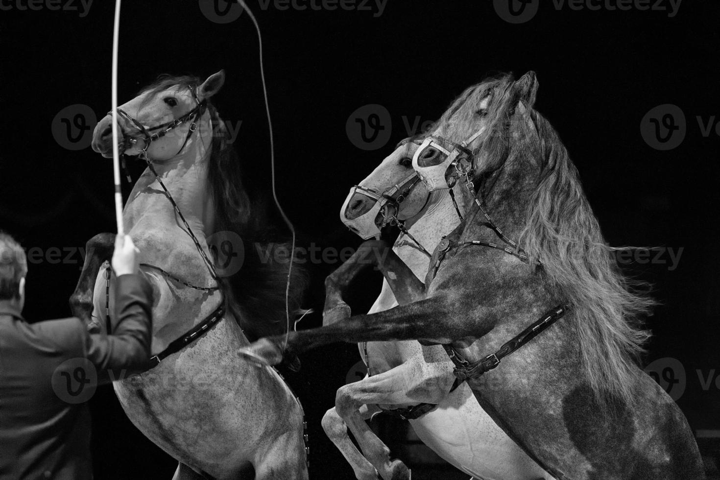 Rampant circus white horses photo