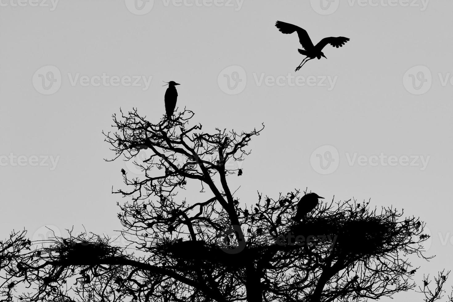 A black or blue heron silhouette in black and white photo