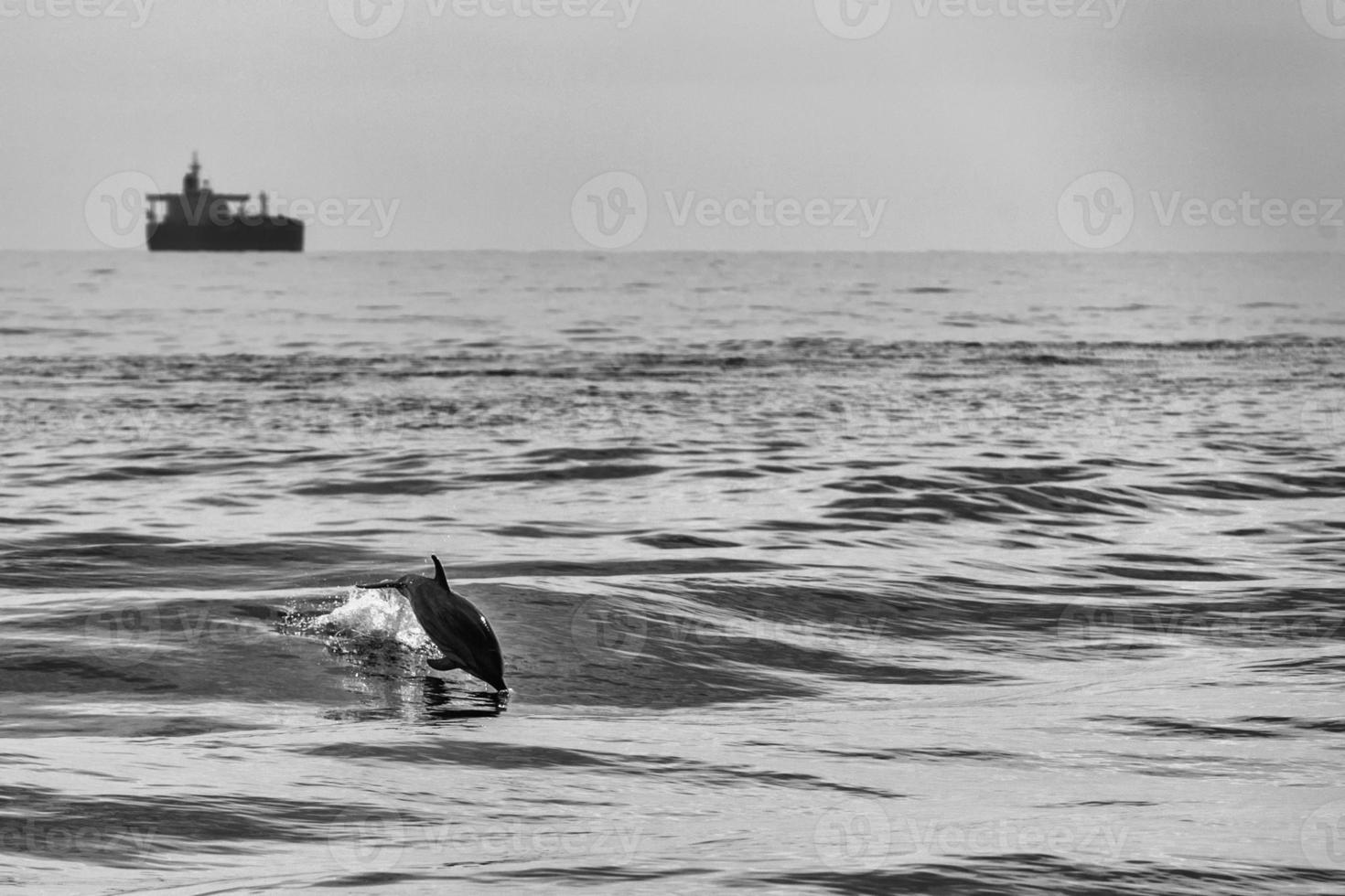 Dolphins while jumping in the deep blue sea photo