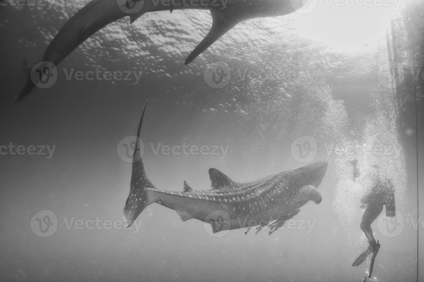 encuentro cercano de tiburón ballena con buzo bajo el agua en papúa foto