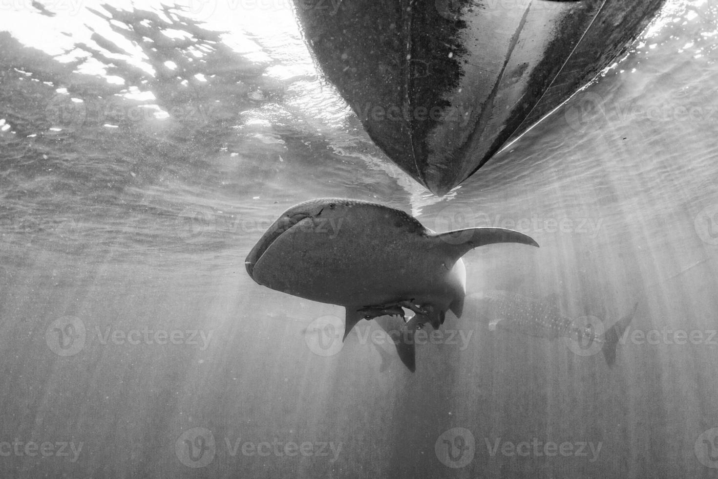 tiburón ballena viniendo hacia ti bajo el agua foto