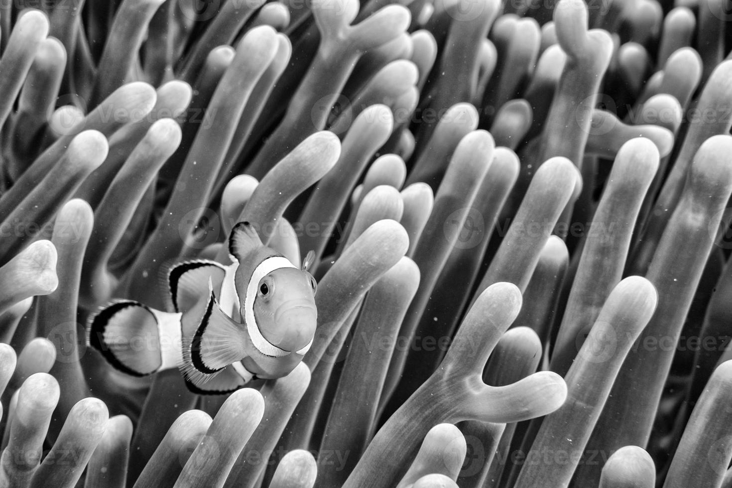 Clown fish portrait inside anemone photo