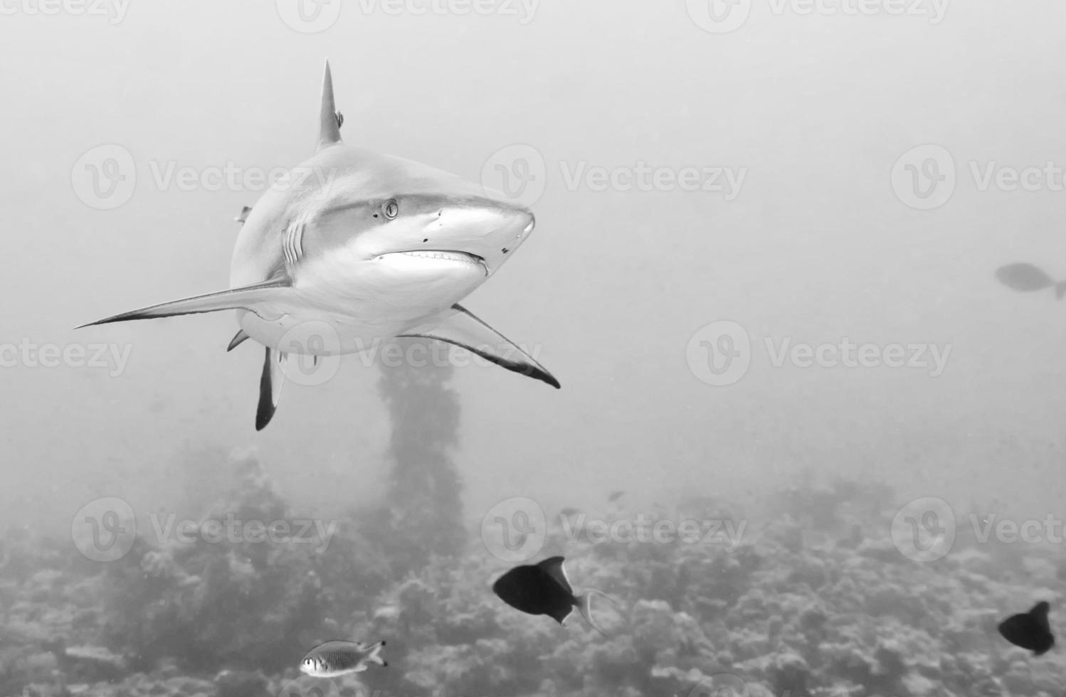 Grey Shark jaws ready to attack photo