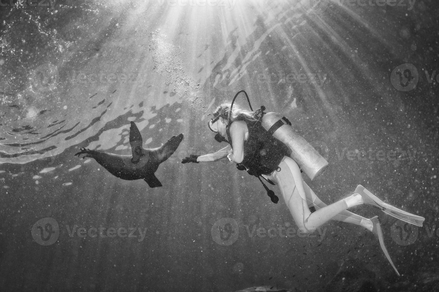 hermosa chica rubia jugando con leones marinos bajo el agua foto