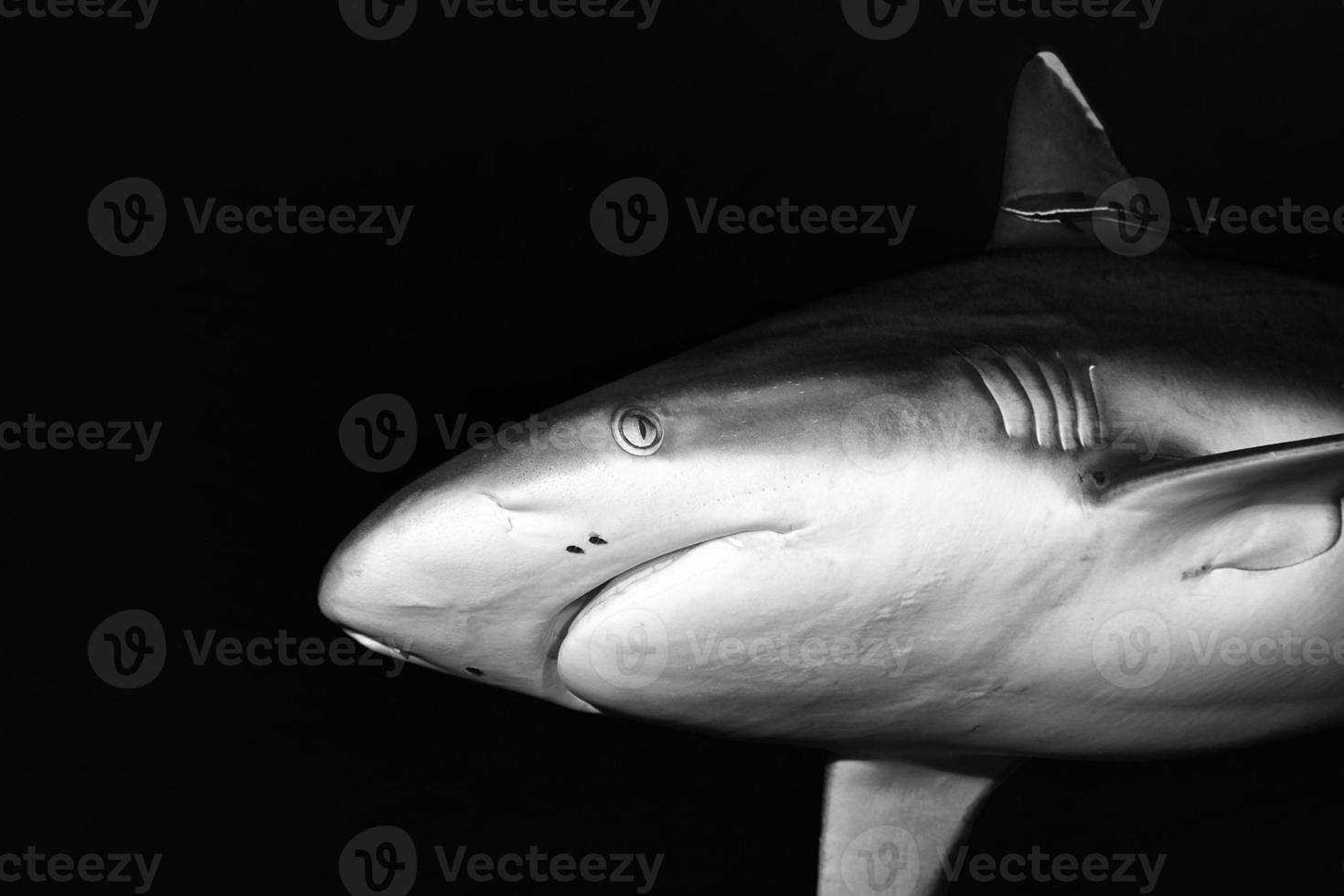 A grey shark underwater close up portrait in black and white photo