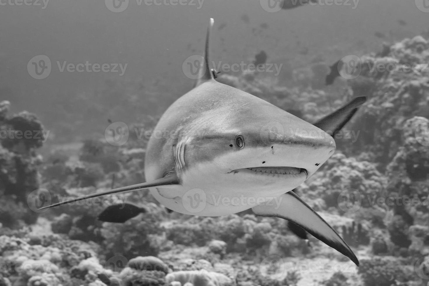 Grey Shark jaws ready to attack photo