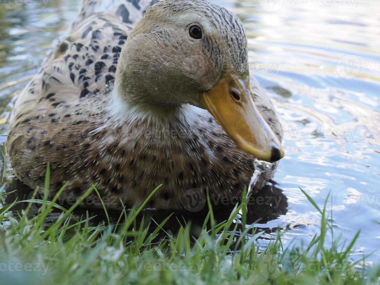 female wild duck portrait in the lake photo