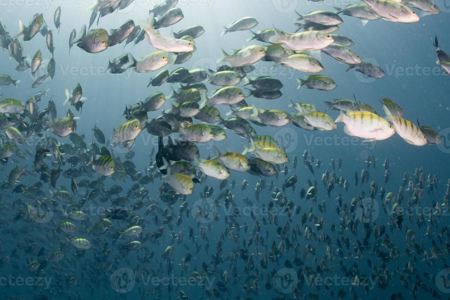 cormorant while fishing underwater in bait ball photo