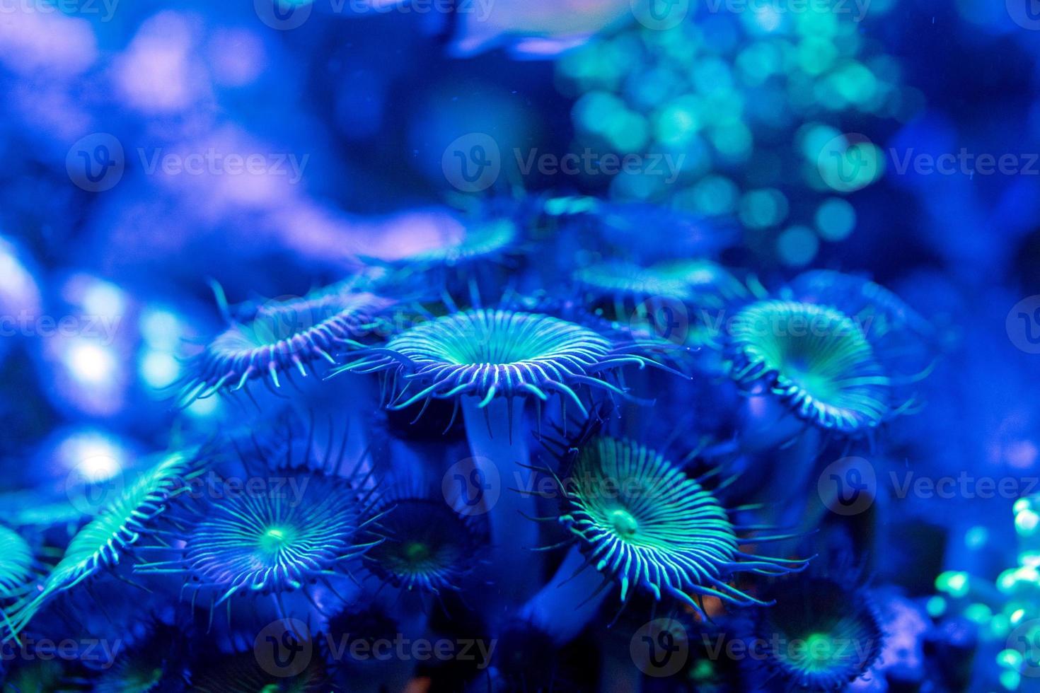 hard coral macro on night dive light photo