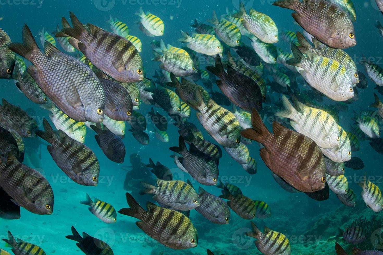 Sergeant fish bait ball underwater photo