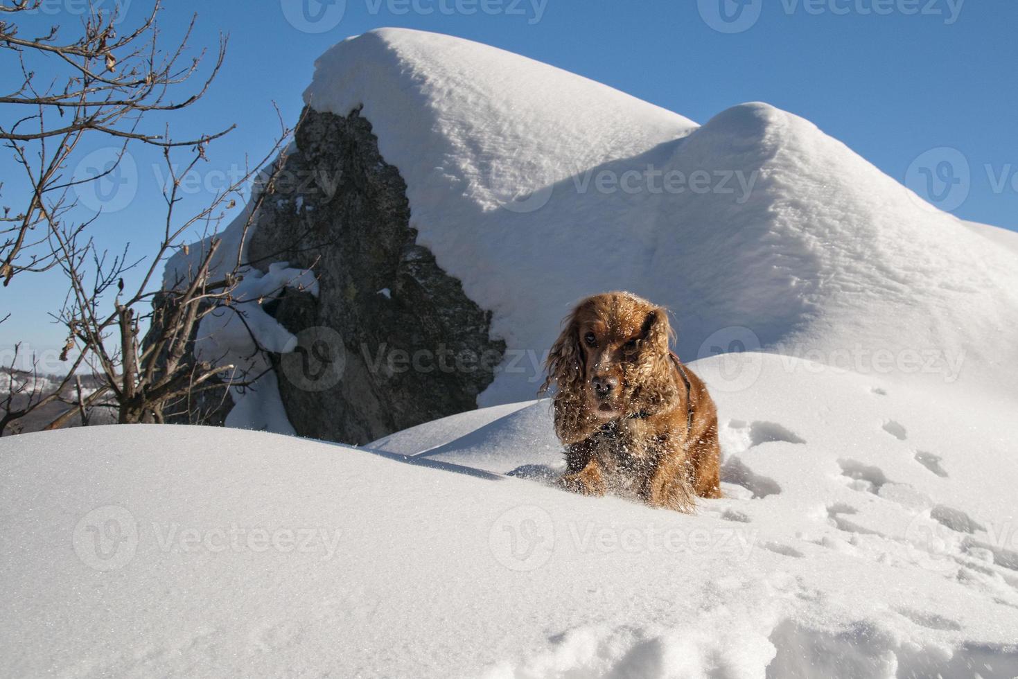 cachorro mientras juega en la nieve foto