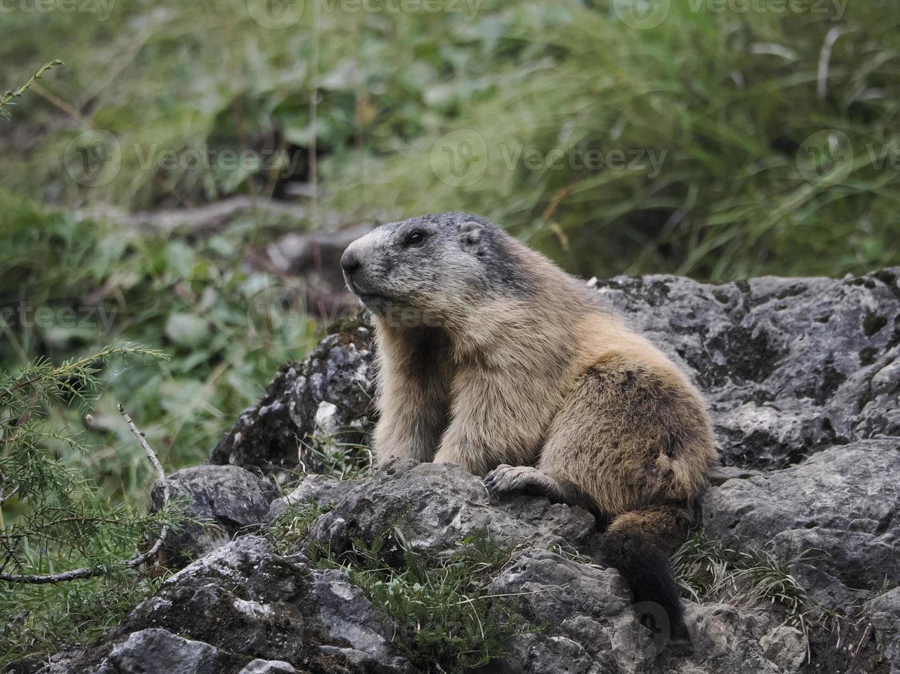 marmot groundhog outside nest portrait photo