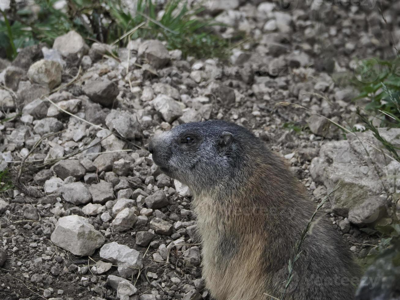 marmot groundhog outside nest portrait photo