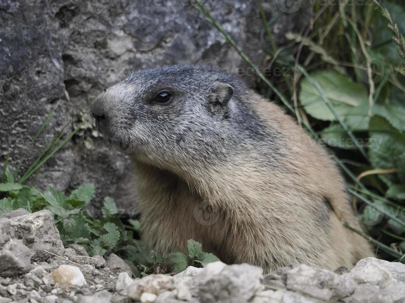 marmot groundhog outside nest portrait photo