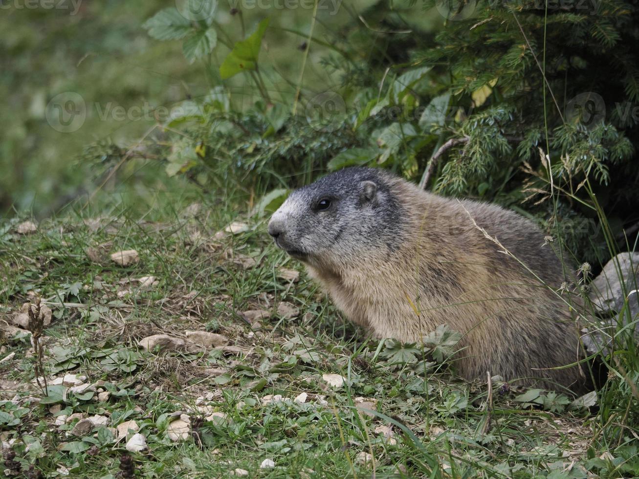 marmot groundhog outside nest portrait photo