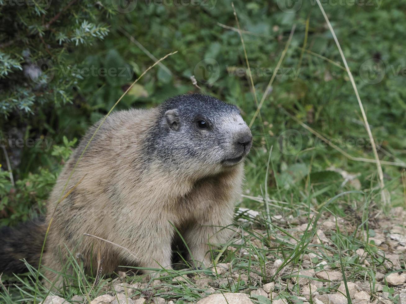 marmot groundhog outside nest portrait photo