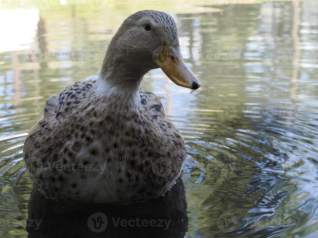 female wild duck portrait in the lake photo
