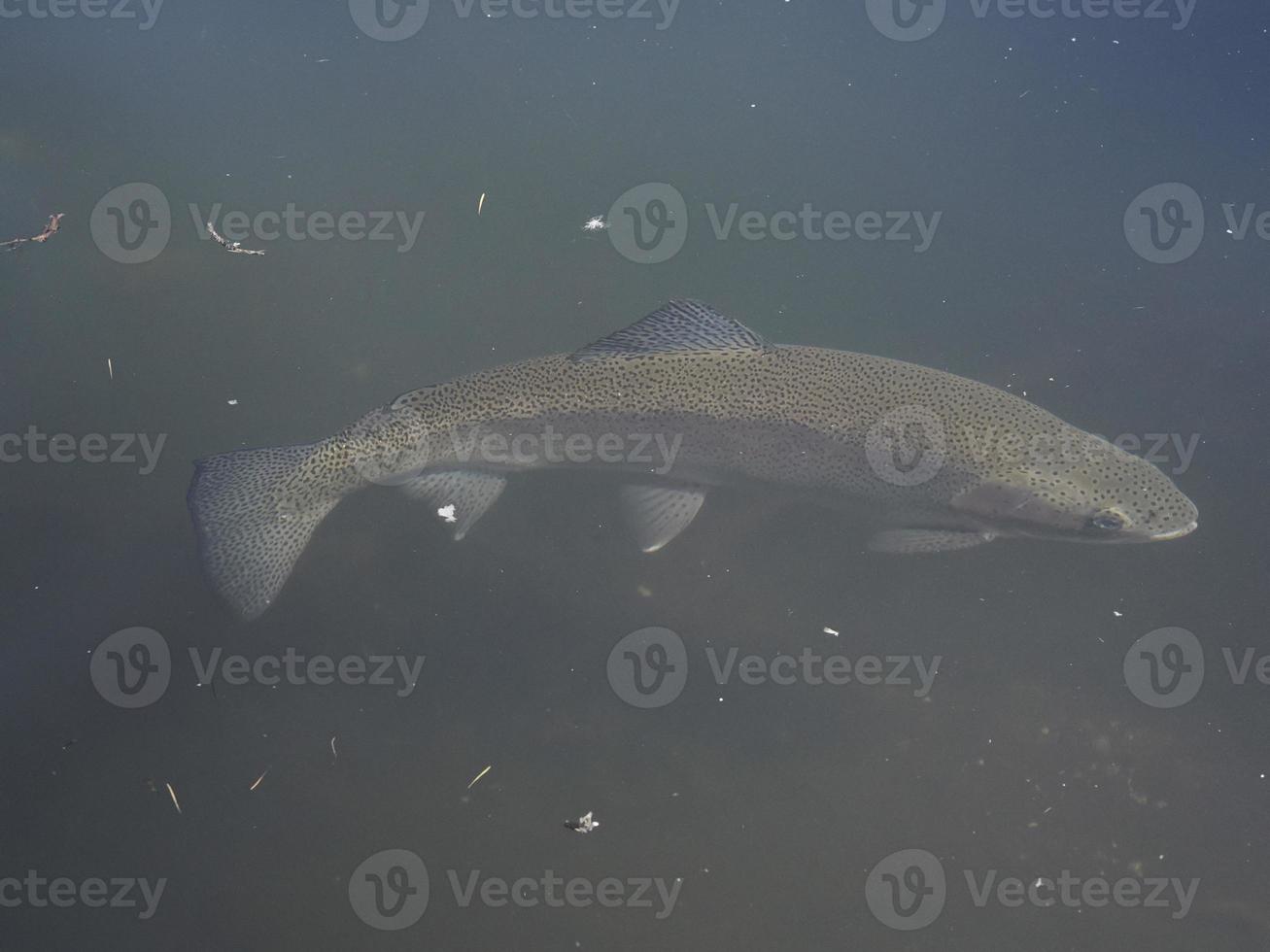 trout in a lake underwater photo