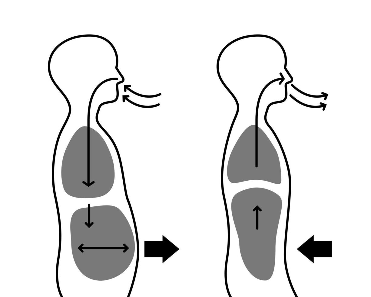 Outline of human body when breathe in and breathe out vector