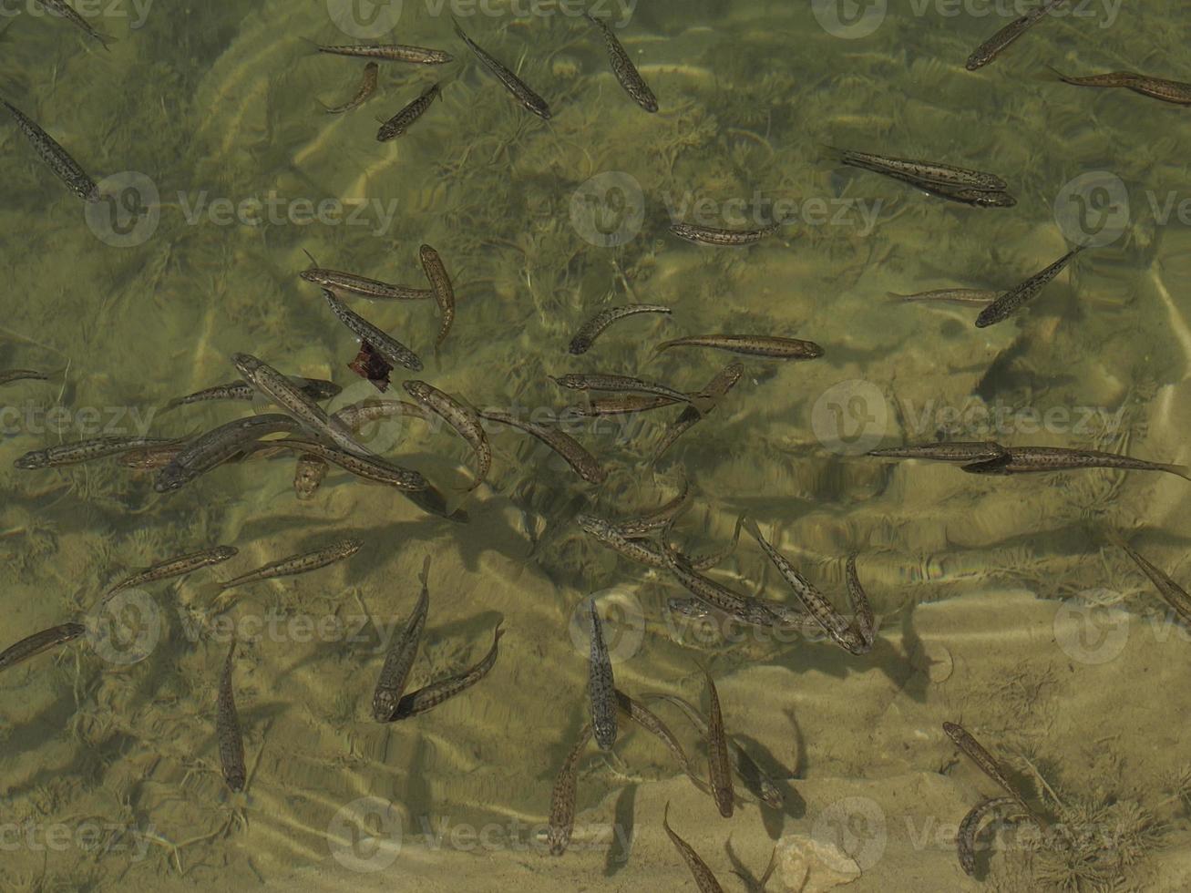 truchas de peces recién nacidos en un lago bajo el agua foto