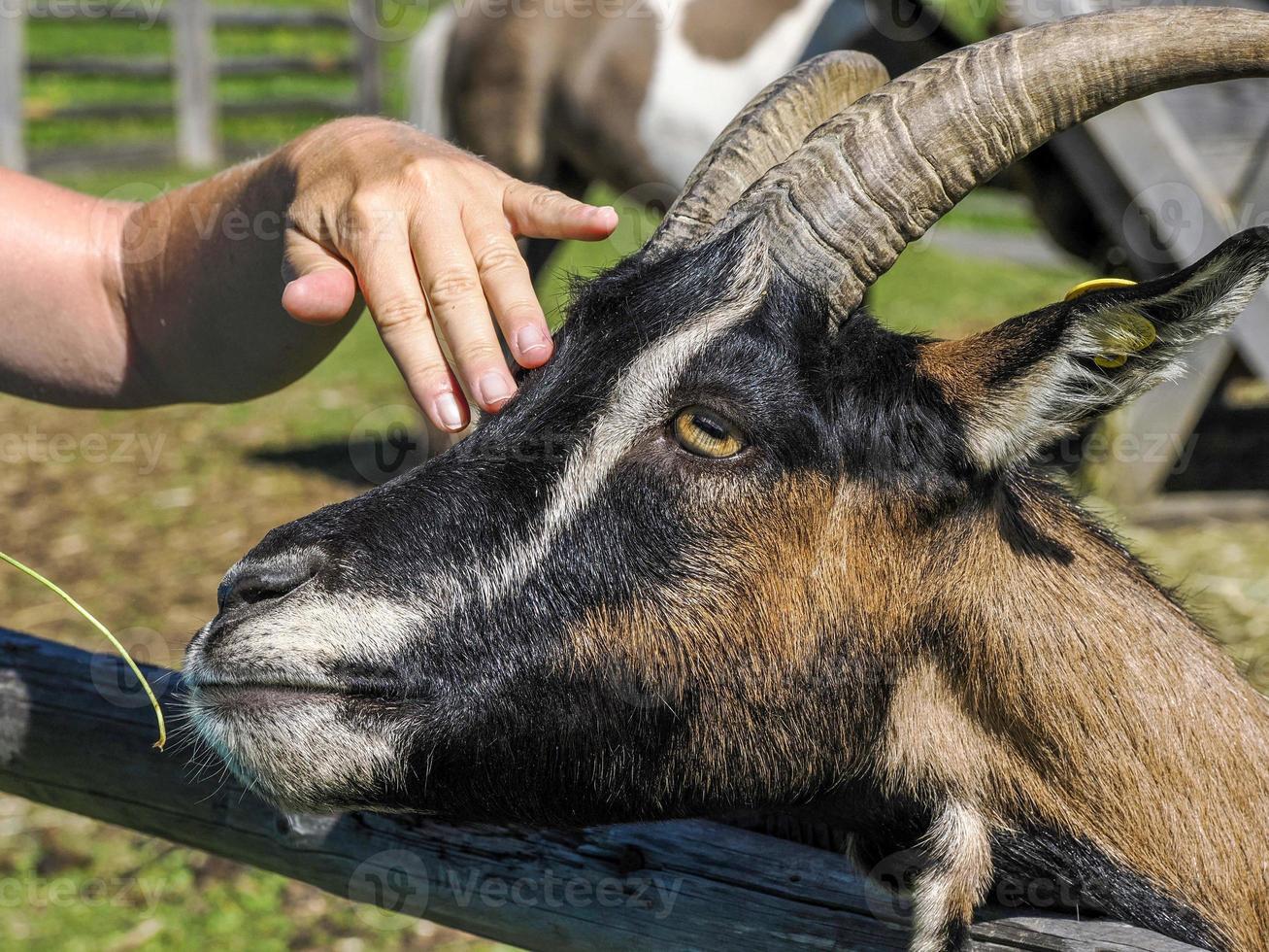 hand caressing a goat photo