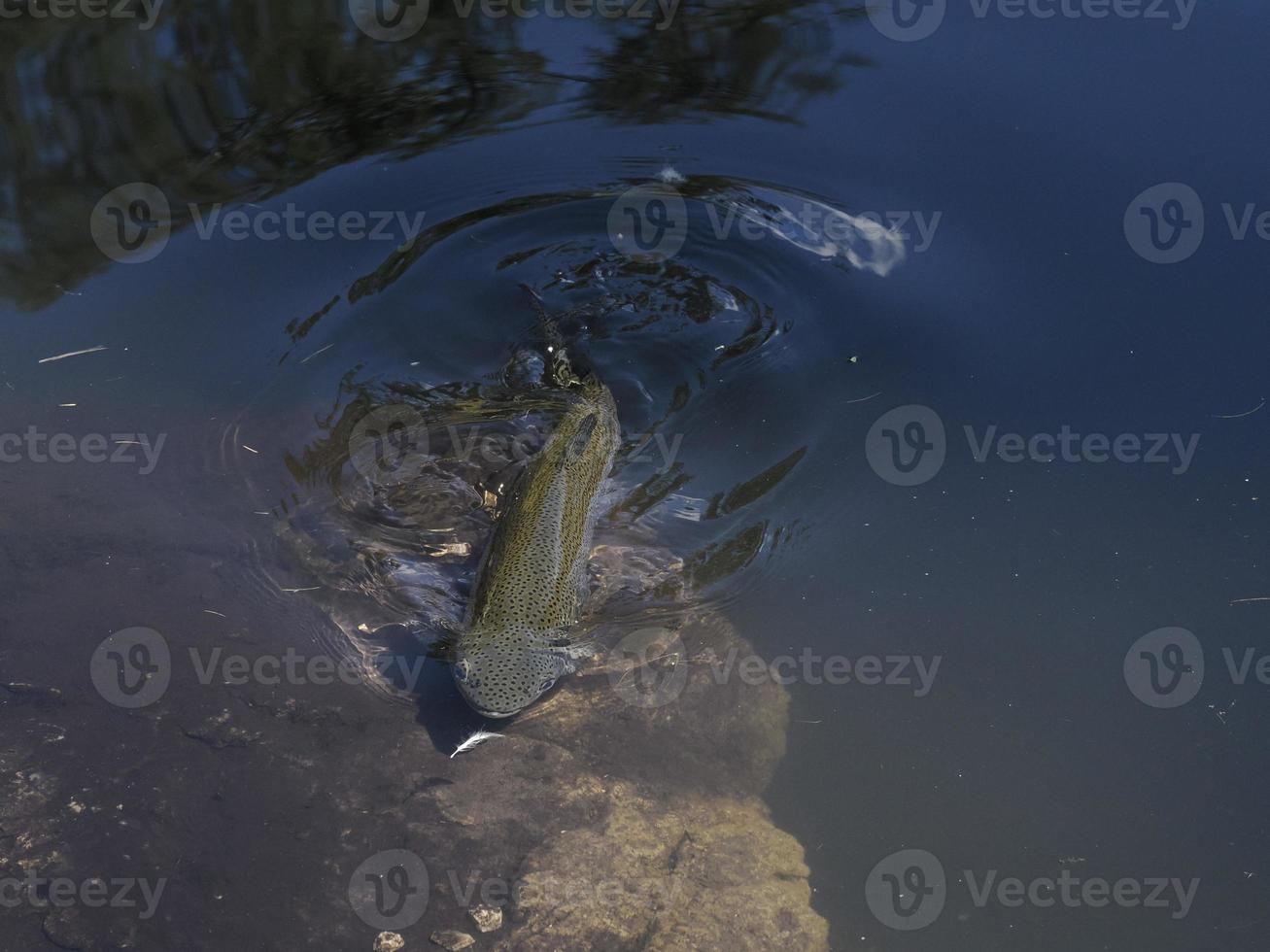 trout in a lake underwater photo