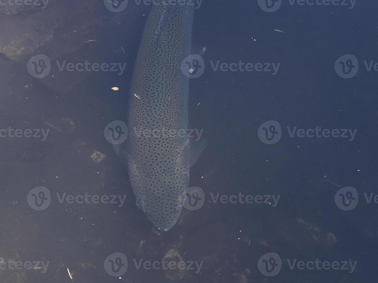 trout in a lake underwater photo