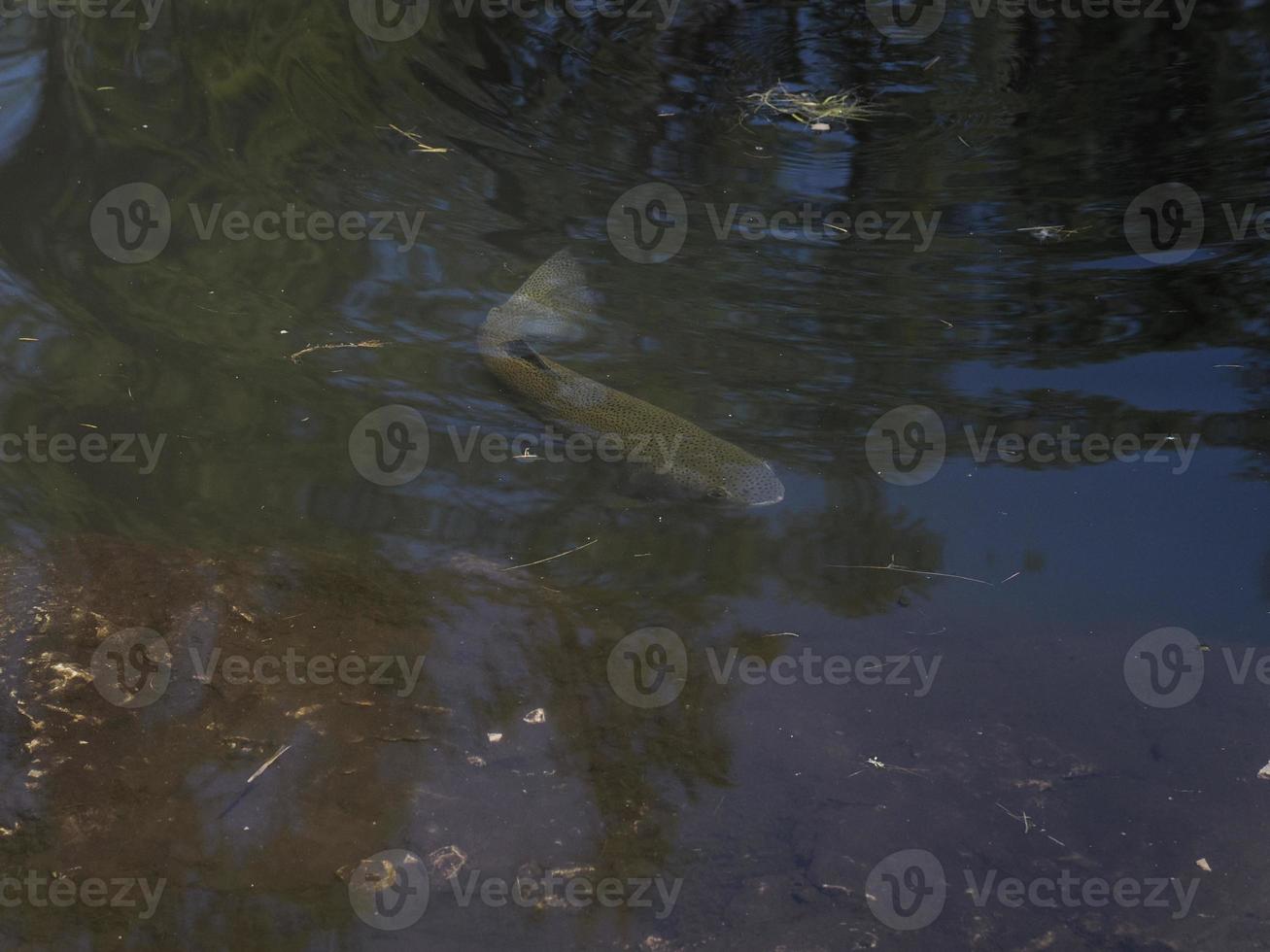 trout in a lake underwater photo
