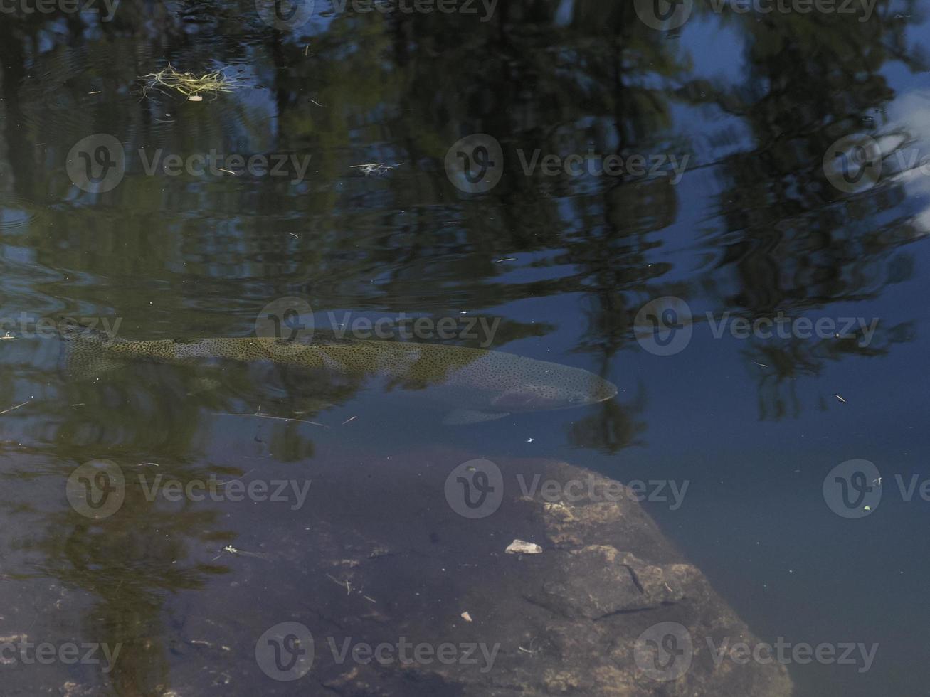 trout in a lake underwater photo