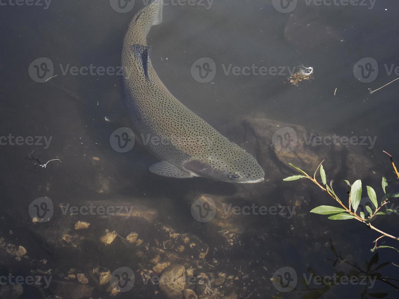 trout in a lake underwater photo