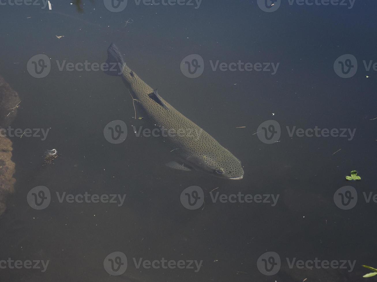 trout in a lake underwater photo