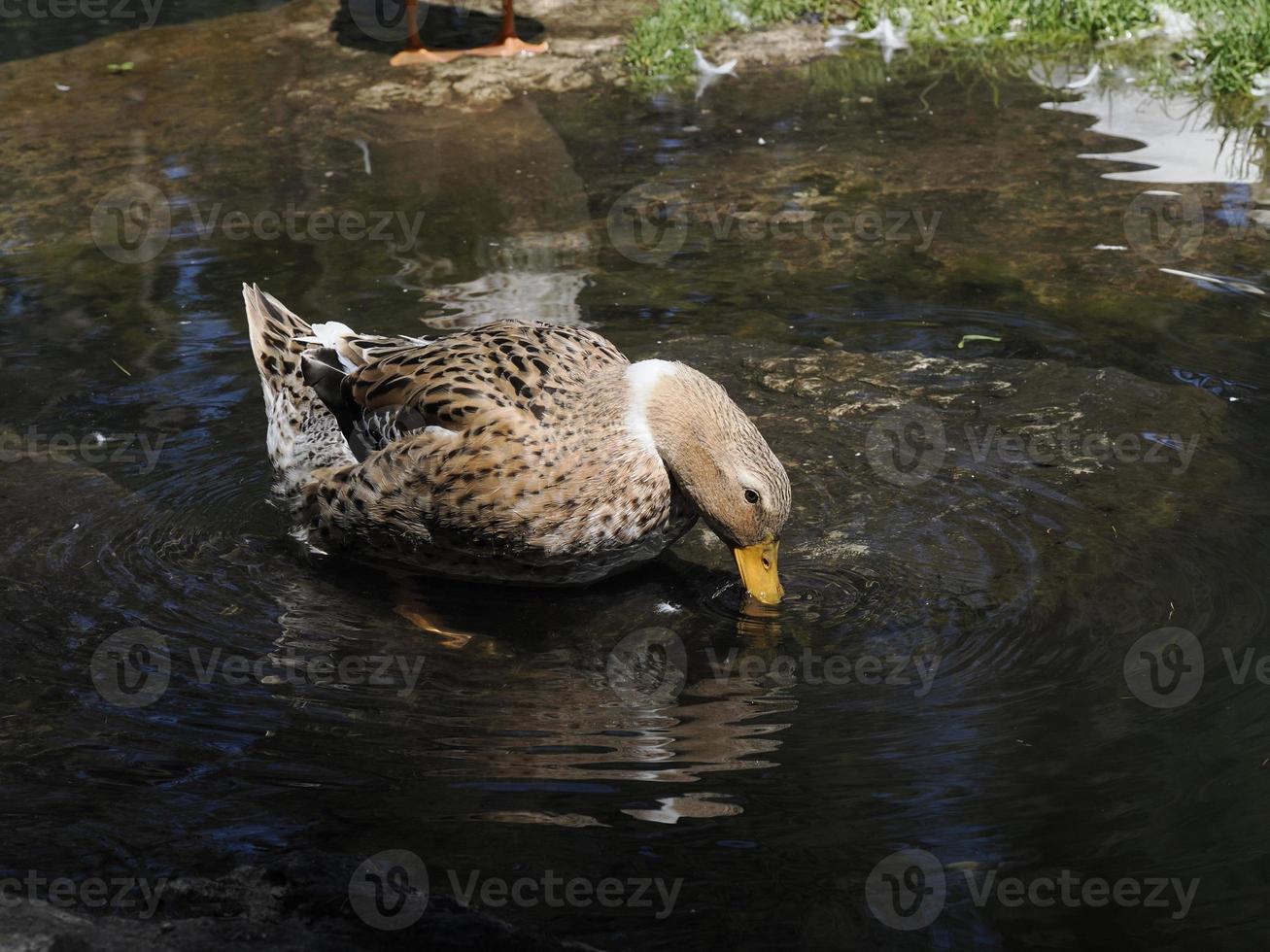 retrato femenino de pato salvaje en el lago foto