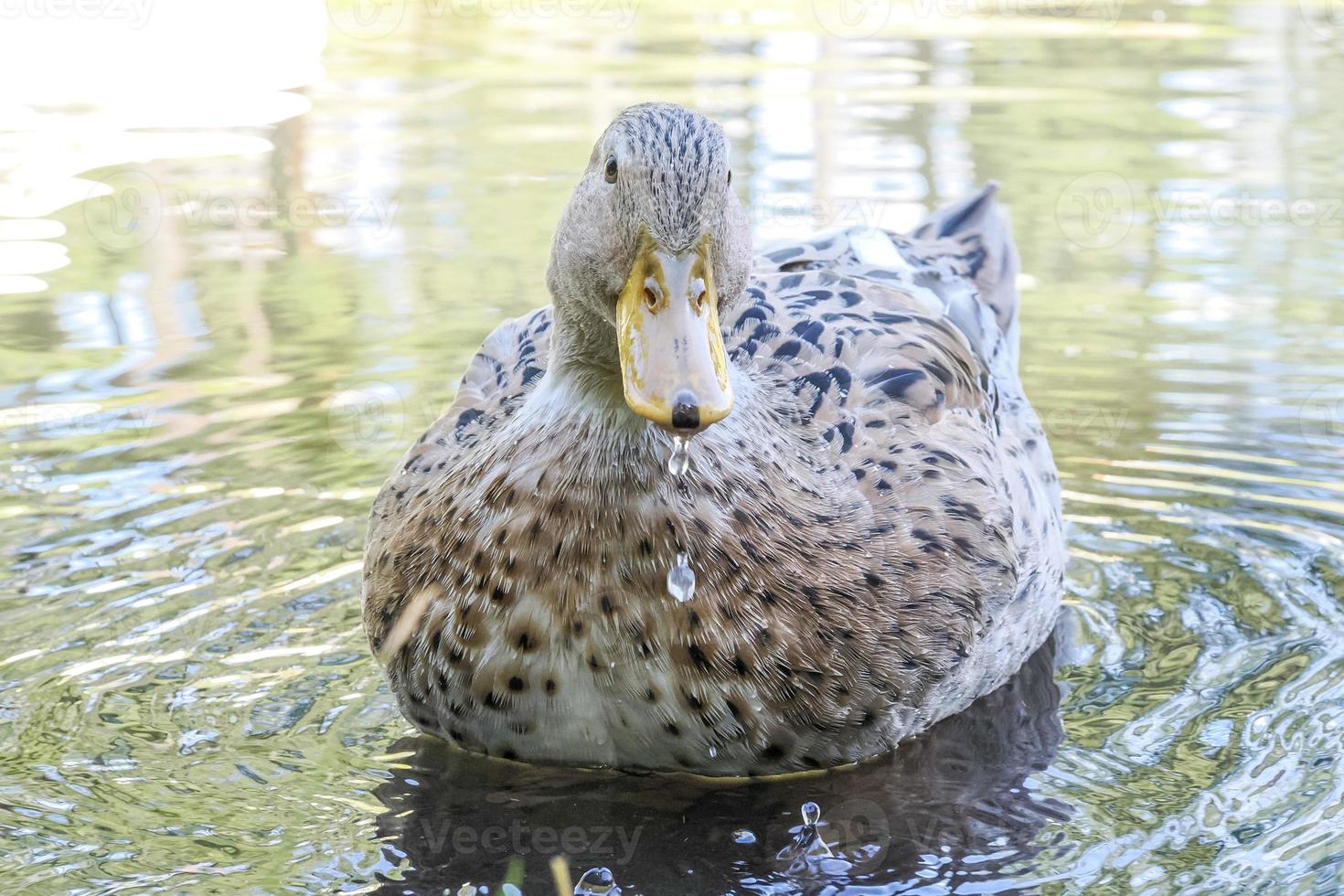 female wild duck portrait in the lake photo