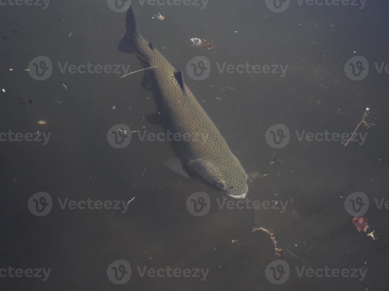 trout in a lake underwater photo