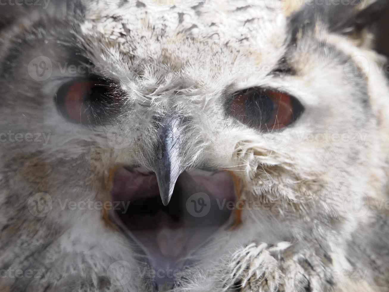 owl portait close up portrait photo