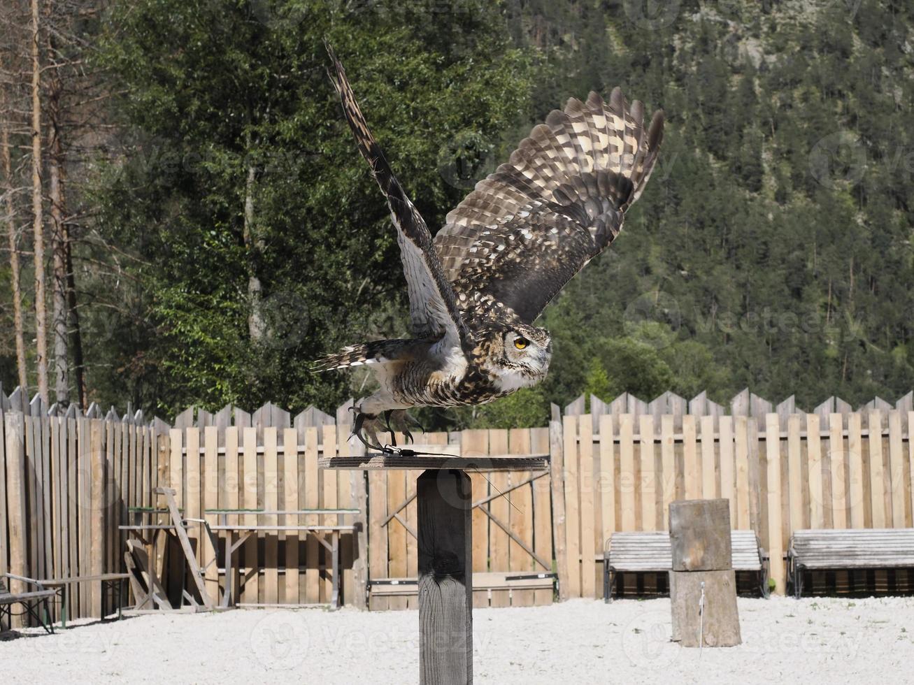 owl flying in a training falconry camp photo