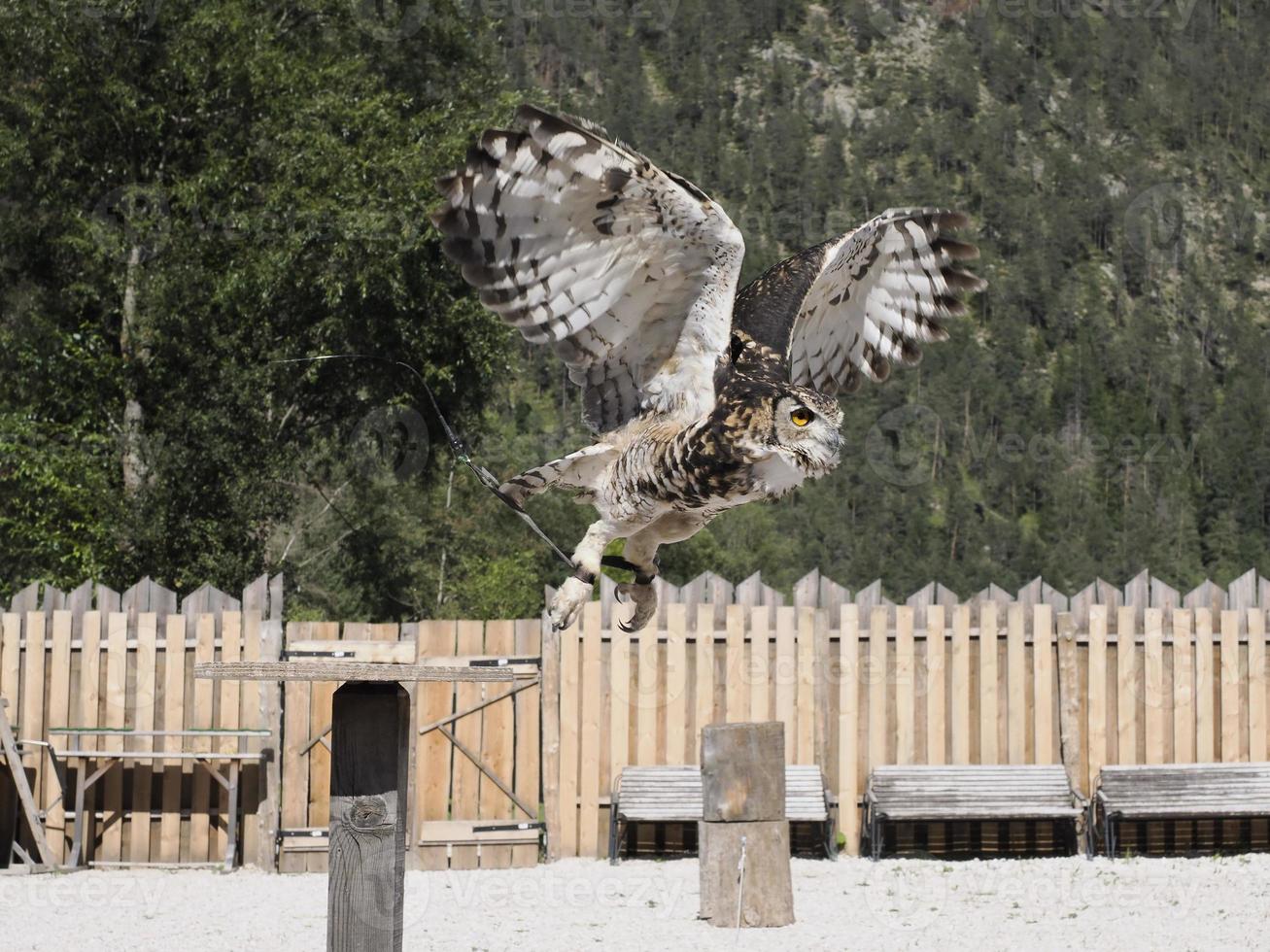 búho volando en un campo de entrenamiento de cetrería foto