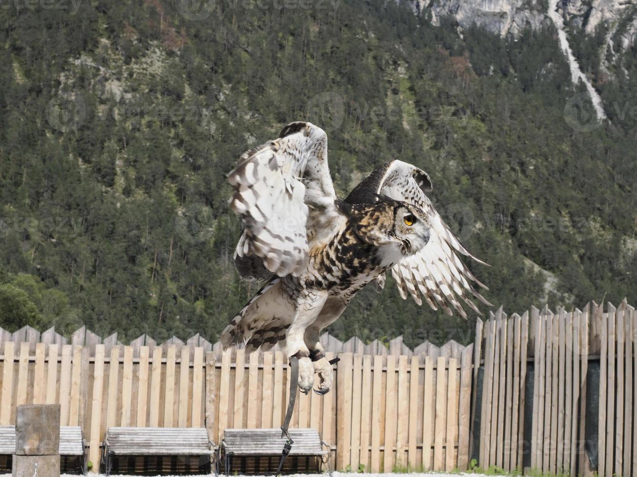 búho volando en un campo de entrenamiento de cetrería foto