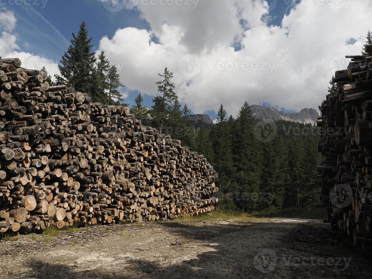 many bark beetle diseased larch pine tree cutted in dolomites mountain photo