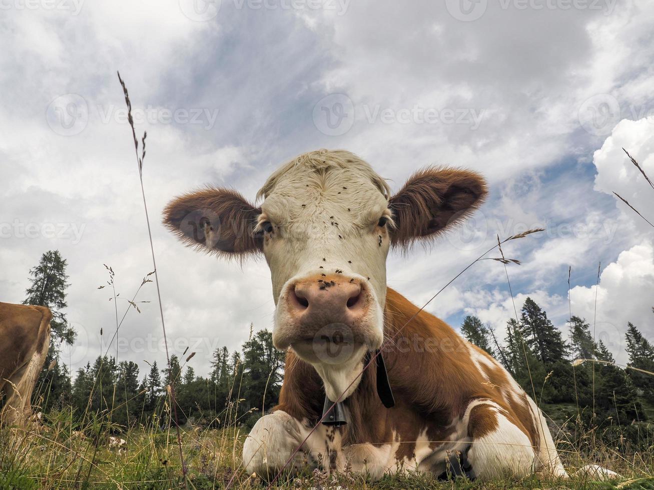 cow portrait close up looking at you in dolomites photo