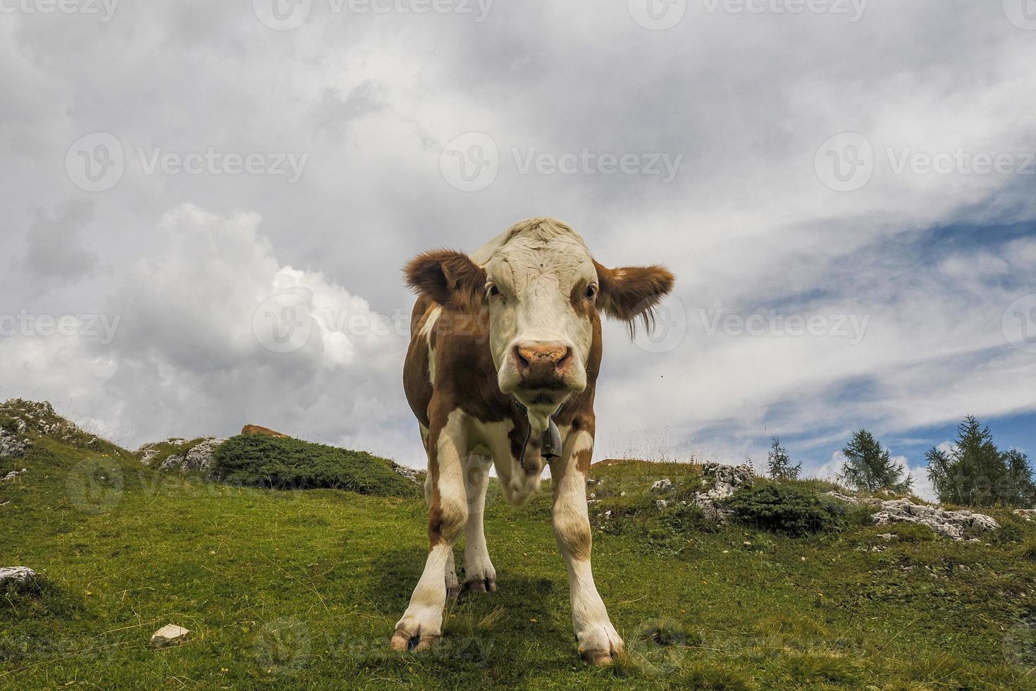 retrato de vaca de cerca mirándote en dolomitas foto