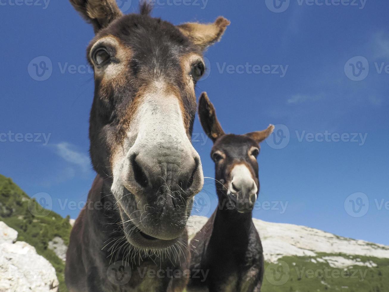 funny close up donkey portrait photo