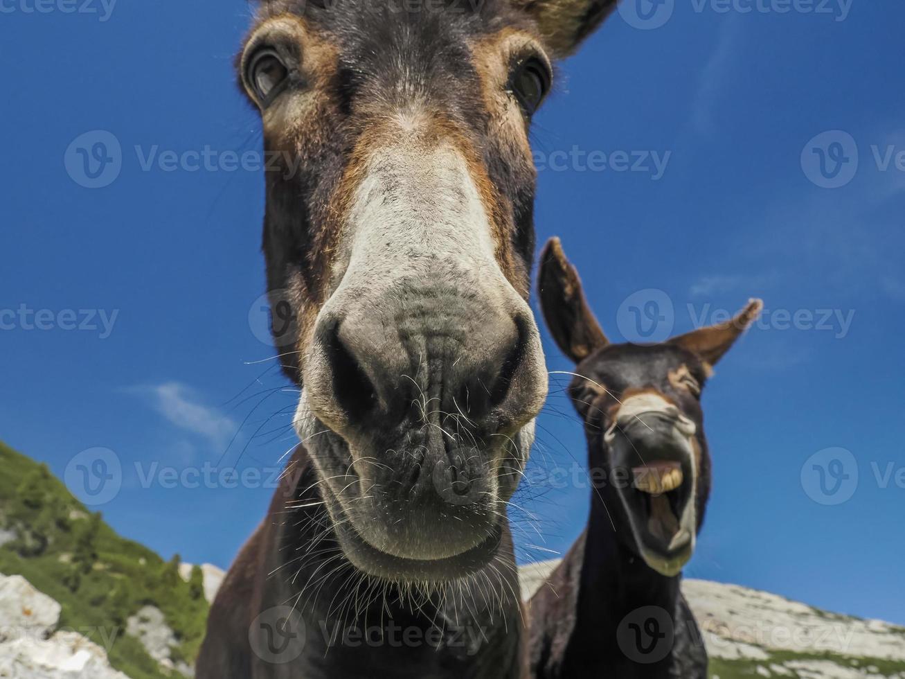 divertido retrato de burro de cerca foto