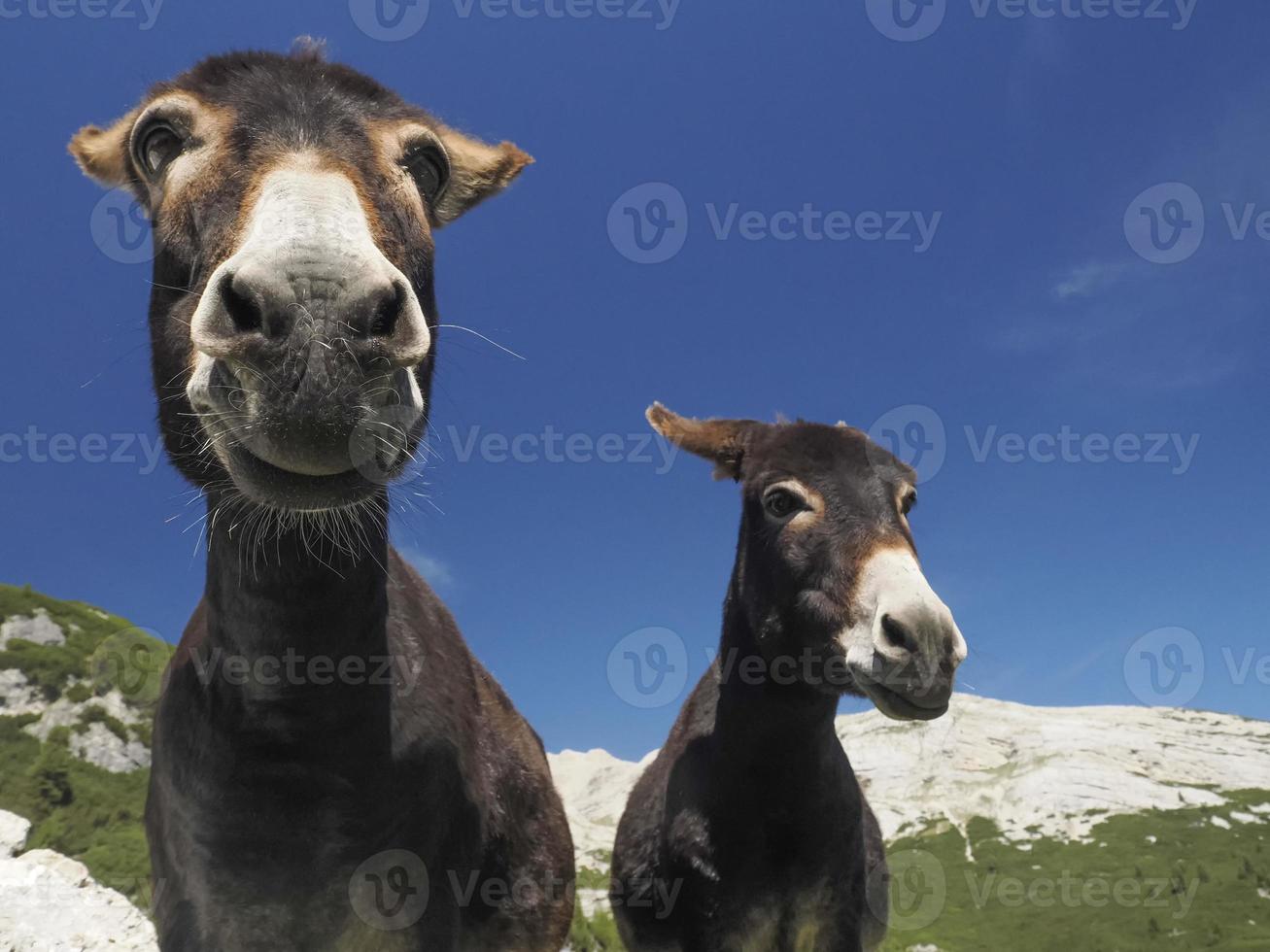 funny close up donkey portrait photo