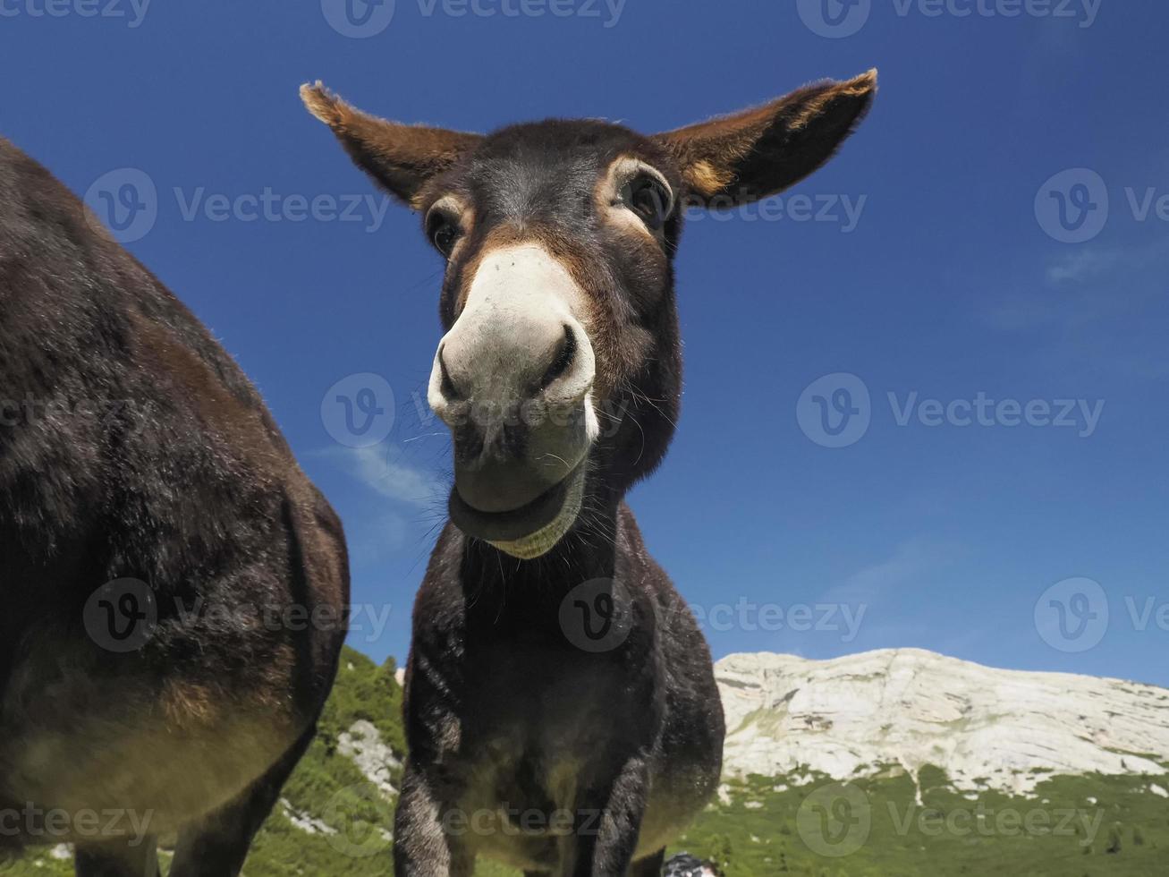 funny close up donkey portrait photo