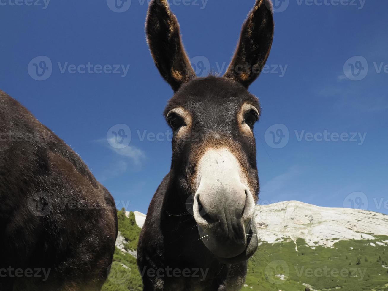 funny close up donkey portrait photo