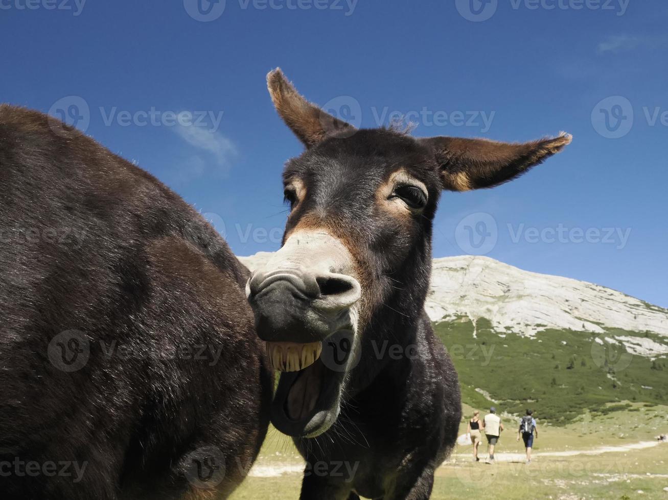 funny close up donkey portrait photo