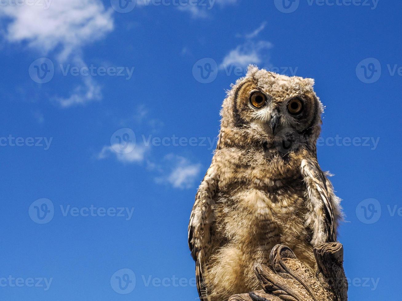 owl on blue sky background close up portrait in a training falconry camp photo