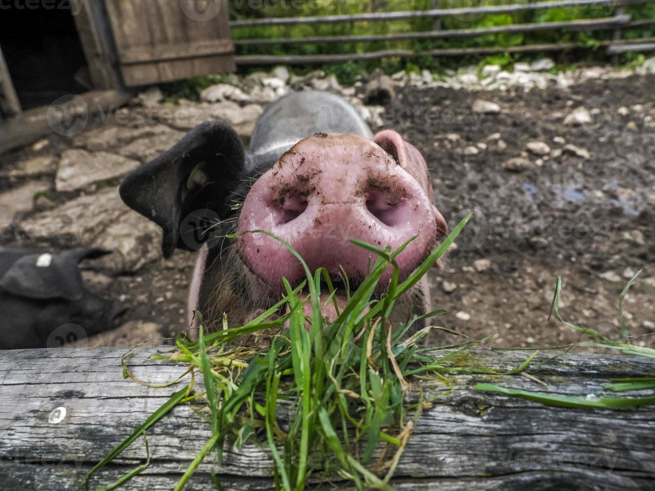 pink and black pig close up photo